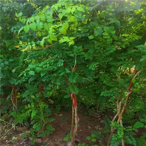 ����СҶŮ����-��������-��ƷСҶŮ����