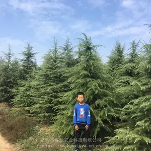 ������Ӧ3��4���̻�ѩ���� ��׼���� רҵ�������� �ļ�����ֲ��