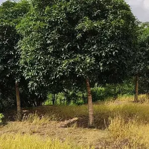 高杆桂花 桂花树批发 精修高杆桂花绿化工程苗批发