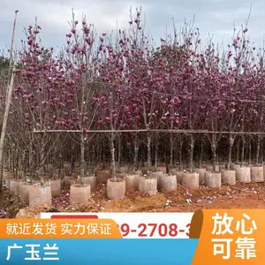 ������ľ������ ***�ڷ��羰�̻��ɻ����� ͥԺ������ �е�������