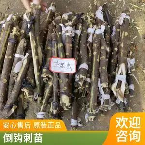 ����ʵ�� �����׳� ʵ�������ֳ���ѧ