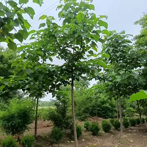 1.5米高至5米高紫花泡桐树苗,贵州贵阳泡桐小苗基地,泡桐根桩苗产地上车价格
