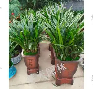 新吴区宾馆盆景哪家好 欢迎咨询 江阴楚天供应
