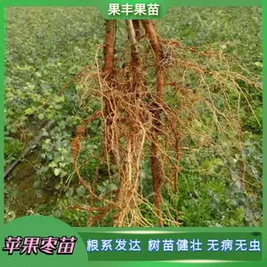 ̨ũ13��ѩ���棨���죩��ѩ��ƻ���棨���죩����