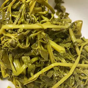 彝山香常年供应辣木嫩梢辣木菜辣木腌菜原产地直供