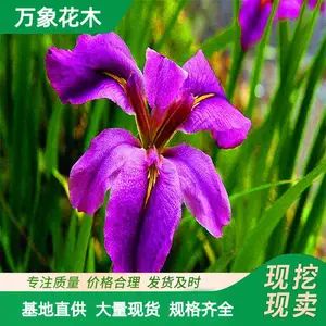 花叶玉蝉花水生植物 苗圃基地 水面绿化造景配植 庭院观赏性盆景
