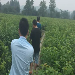 �Ĵ��������ֱ��ӣ���磬ӣ��������������