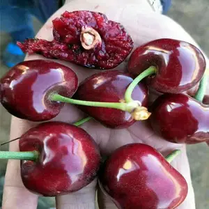 ����ӣ�������� ����ӣ���� 5�갫����ӣ���� ����ů����ֲ��ӣ���� ��ũ