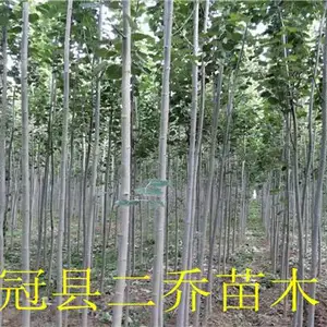 10公分窄冠毛白杨***格