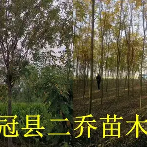 冠县8公分香花槐种植基地