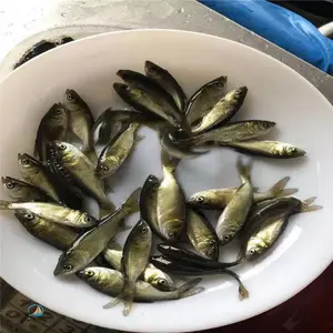 �ش�����ͷ���� ��ֳ������������ ѭ��ˮ�����Ǵ�ͷ��