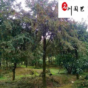 四川红豆杉苗木基地 8-15公分红豆杉批发 红豆杉工程园林绿化苗木 红豆杉价格