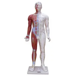 医博 标准人体针灸模型 针灸穴位展示模型(60cm) BIX-Y1006