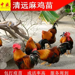 �㶫��Զ�ߵؼ���۸����Ǯһֻ-��Զ�鼦��������������ֳ����ָ��