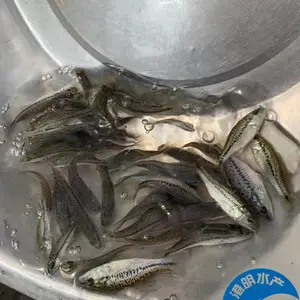 �����ṩ�ʻ����������_�����ˮ����ֳ·����-******ˮ��Ʒ