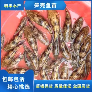鲜活养殖笋壳鱼鱼苗 港明水产笋壳苗 纯氧包装【供应零售一体】