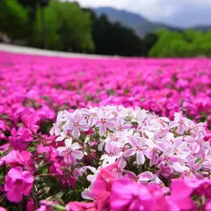 芝樱花海工程施工 芝樱种苗批发 宿根芝樱地被花卉 宿根福禄考杯苗供应