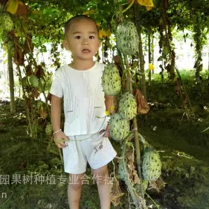 特色水果种植之火参果 农业创业好项目 一年生长 一年就可见效的 当年投资 当年就可以翻几倍的赚钱项目