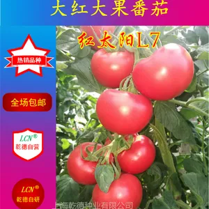 红太阳L7、大红番茄种子