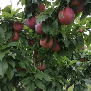 ����������������_С������***��������_������������***��