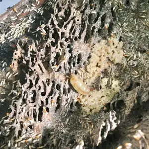 ����� ��ˮ����***ʳƷ����ɱ�ļҺ�