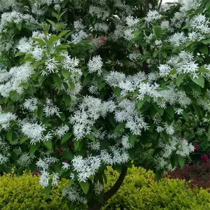 供应流苏树 盆栽桩景街道公园造景 池畔行道栽植绿化树