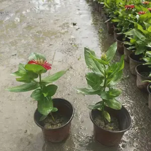���ղݻ�����ֲ���� ����԰�ճ����̻������û�̨��ֲ