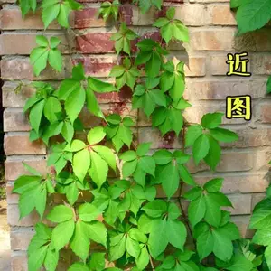 广东云浮绿化五叶地锦草籽批发