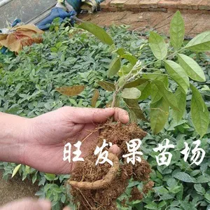 供应牛大力苗批发 牛大力薯苗保健药材品种正宗优质
