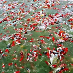 ***水产品锦鲤鱼苗锦鲤苗批发 三色鱼苗 规格齐全