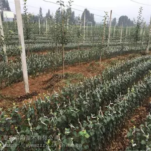 �츻ƻ�������ۺ���� ˧����ľ ��Ӧ��ֲ���� ƻ������������
