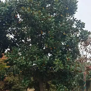 山东聊城临清市白玉兰生产基地批发出售,9公分红玉兰树苗厂家装车价格,玉兰产地供应商报价
