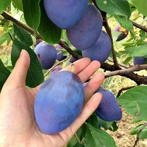 ��ũũҵ ������Ĺ��ַ�������÷����ɻ�*** ��ʵ�ڸк�