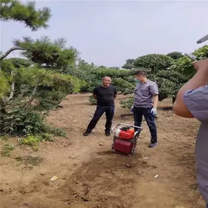 ֲ������������ �ĳ�������� ����������� �ϸ������ڹ�������
