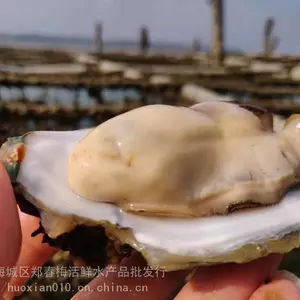 上海生蚝***多少一个 生蚝批发生意如何扩大经营
