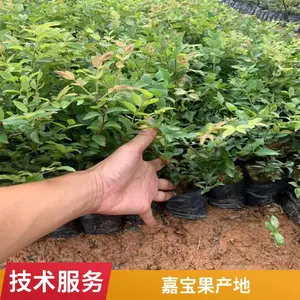 �α�������۸� �����α��� �α�������