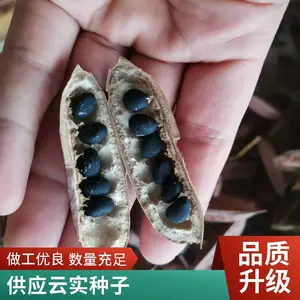 黑籽云实种子批发 云实种植基地直供