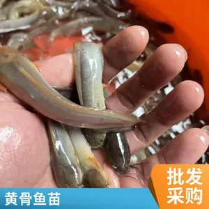 埃及塘角鱼苗筛选 大规格胡子鲶鱼苗活体 鲲腾塘鲺苗陆空运输