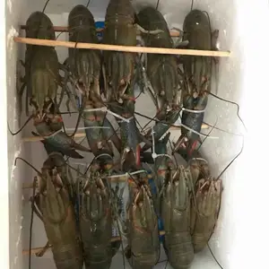 ��ˮ��Ϻ�� ��ˮ������Ϻ����ֳ������ �ɱ��� Ͷ����