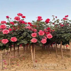 �����������¼�-��ǽΧ��-�໨�ڻƻ������¼�