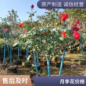 ������֬��ľ�¼� ���Ի��ܵ���С�繩Ӧ Ũ���͹����¼�����������