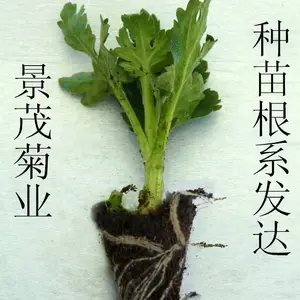开封市景茂菊业发展有限公司
