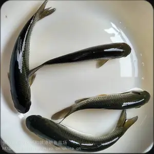�����糡ֱ����������_�����ȫ������-�г���ֳ����- Ч���