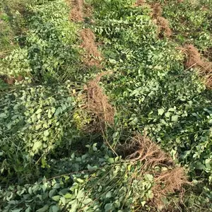 山西药用连翘苗价格+出售药用连翘苗+今年药用连翘苗报价=药用连翘苗产地批发