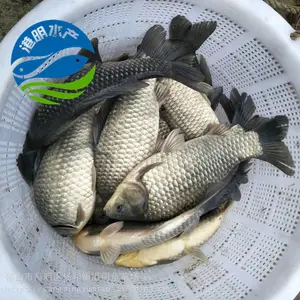�㶫��ֳ �п����������� ��������ˮ���� ��������