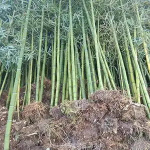 京津冀竹子苗批发 公园小区绿化竹子 园林庭院观赏竹子