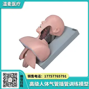温麦医疗 成人气管医学模型 插管训练 口鼻腔气道结构 急救操作模拟人