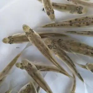 海鲈苗大量出售 成活*** 病害少 生长速度快 陆运 空运全国