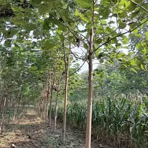 1.5公分至5公分紫花泡桐树苗,贵州毕节泡桐小苗基地,泡桐根桩苗产地上车价格