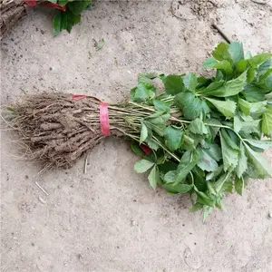 ��Ҷ�ؽ�������ɽ�� ǽ���̻� ��Ҷֲ�� ������ǿ ��ϵ����